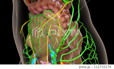 female lymph nodes anatomy with internal organs for medical concept 3d rendering 112710179