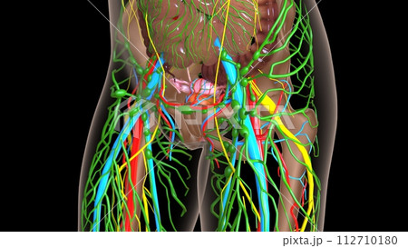 female lymph nodes anatomy with internal organs for medical concept 3d rendering female lymph nodes anatomy with internal organs for medical concept 3d rendering 112710180