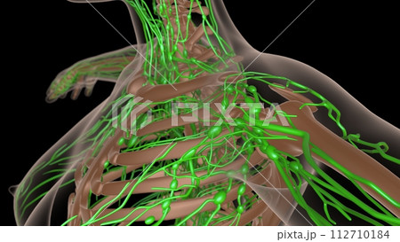 female lymph nodes anatomy with skeleton for medical concept 3d rendering 112710184