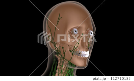 female lymph nodes anatomy with skeleton for medical concept 3d rendering 112710185