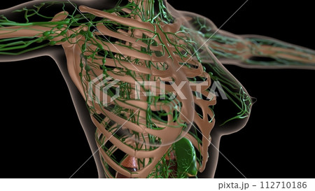 female lymph nodes anatomy with skeleton for medical concept 3d rendering 112710186