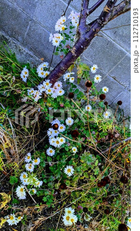 ノジギクと梅の木021 112710193