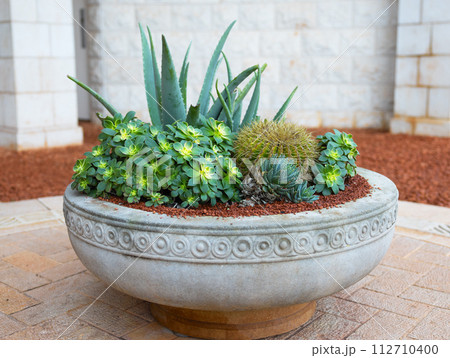 outdoor pot with cacti and plants outdoor pot with cacti and plants 112710400