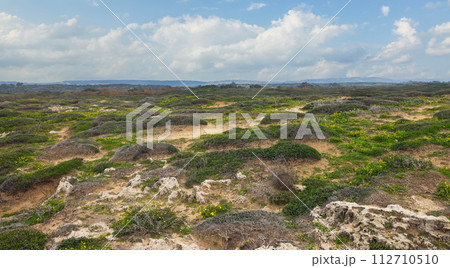 beautiful sandy space with green bushes 112710510