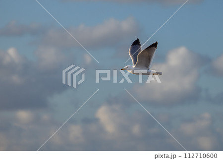 seagull against the background of clouds at sunset 112710600