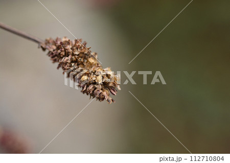 Great burnet Great burnet 112710804