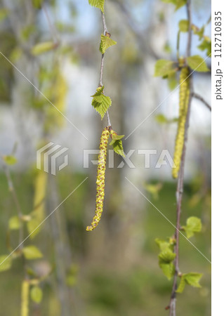 Common birch 112710835