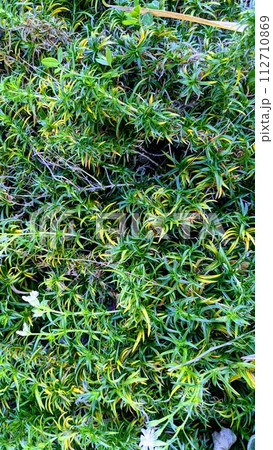 芝生023 112710869