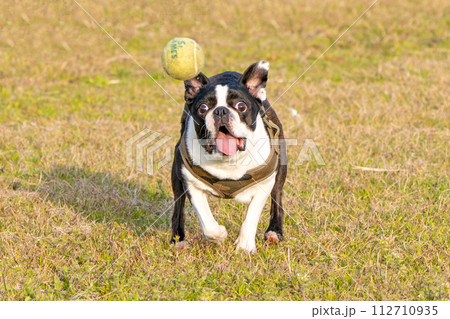 ボール遊びをするボストンテリア ボール遊びをするボストンテリア 112710935