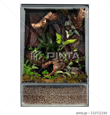 Lush Terrarium Featuring a Rich Mix of Textured Plants and Moss 112711192