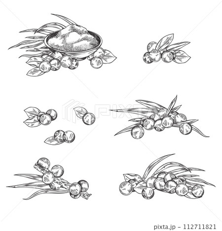 Acai berry collection, vector isolated on white background, sketch style. 112711821