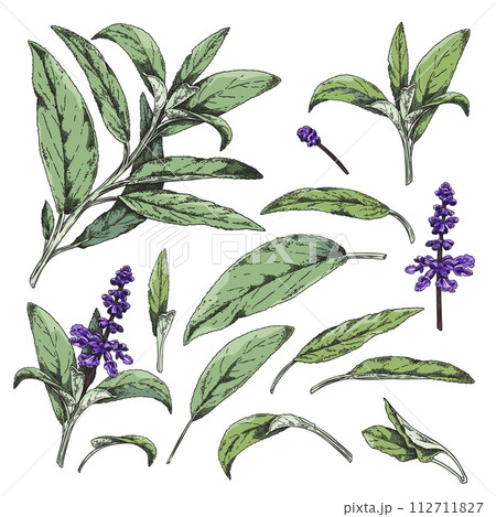 Sage leaves, hand drawn color sketch vector illustration, isolated on white Sage leaves, hand drawn color sketch vector illustration, isolated on white 112711827