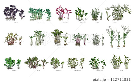 A set of different microgreens with names. A set of different microgreens with names. 112711831