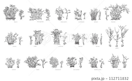 Set of hand drawn monochrome bushes of micro-green sketch style 112711832