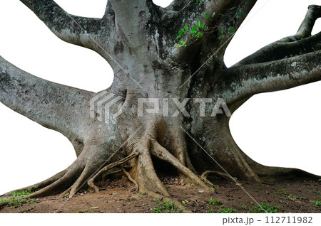 Powerful trunk, roots and branches of an old ficus tree isolated on white. Powerful trunk, roots and branches of an old ficus tree isolated on white. 112711982