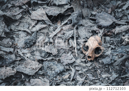 The skull of a cat at the background of decayed last year's foliage. Spring uncovers and shows what was hidden in winter under the snow. The skull of a cat at the background of decayed last year's foliage. Spring uncovers and shows what was hidden in winter under the snow. 112712103
