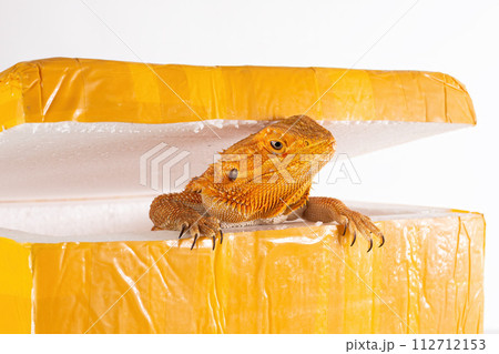 Australian Bearded Dragon (Agama) looks out of the post parcel box (packaging). Concept of exotic animals illegal transportation and sale (smuggling, contraband). Australian Bearded Dragon (Agama) looks out of the post parcel box (packaging). Concept of exotic animals illegal transportation and sale (smuggling, contraband). 112712153