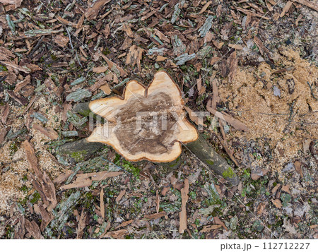 the stump of a sawn tree in a spring park during a thaw, sawdust around the stump, old foliage and moss around the stump of a sawn tree in a spring park during a thaw, sawdust around the stump, old foliage and moss around 112712227