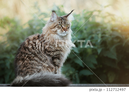 A beautiful summer evening outdoors  portrait of a sitting calm Maine Coon cat with a blurred background, soft bokeh and vintage tinting. 112712497