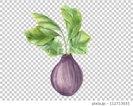 Houseplant in colored ceramic matte vase. Stylish plant with huge green leaves. Ficus lyrate with fiddle leaf fig. Indoor gardening. Watercolor illustration 112713035