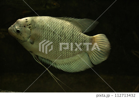 Giant gourami fish swimming Giant gourami fish swimming 112713432