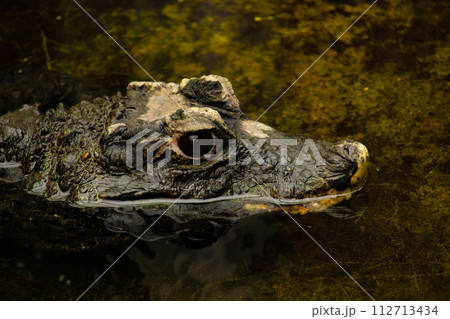 China Aligator close up 112713434