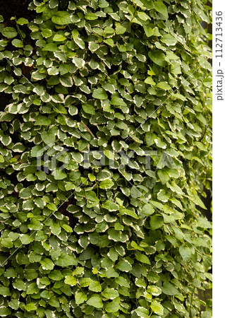 Green leaf texture background. 112713436