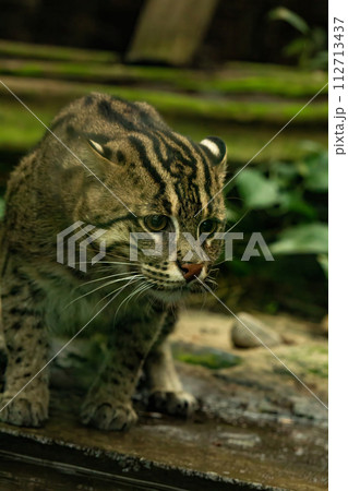 Fishing cat (Prionailurus viverrinus). 112713437