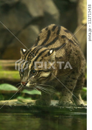 Fishing cat (Prionailurus viverrinus). 112713438