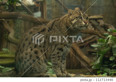 Fishing cat (Prionailurus viverrinus). Wildlife animal. 112713440