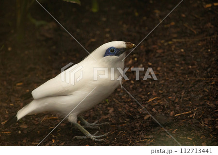 rare Bali maina bird 112713441
