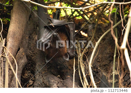 flying-fox hanging flying-fox hanging 112713446