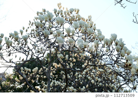 ハクモクレンの花 112713509