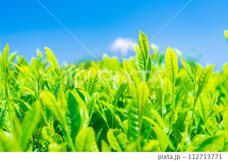 【新緑素材】新緑の茶葉・大淵笹場【静岡県】 【新緑素材】新緑の茶葉・大淵笹場【静岡県】 112713771