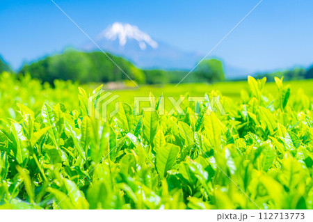 【新緑素材】新緑の茶葉・大淵笹場【静岡県】 112713773