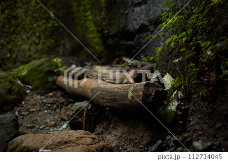 Old tree logs in moss lie under a rock in the jungle. Old tree logs in moss lie under a rock in the jungle. 112714045