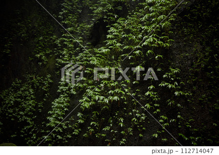 Close-up of rocks and stones in the jungle covered with moss and green plants. 112714047