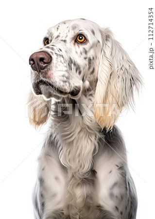 English setter 112714354