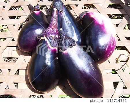 収穫したナス 収穫したナス 112714531