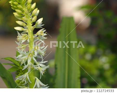 パイナップルツリーの花とコピースペース 112714533