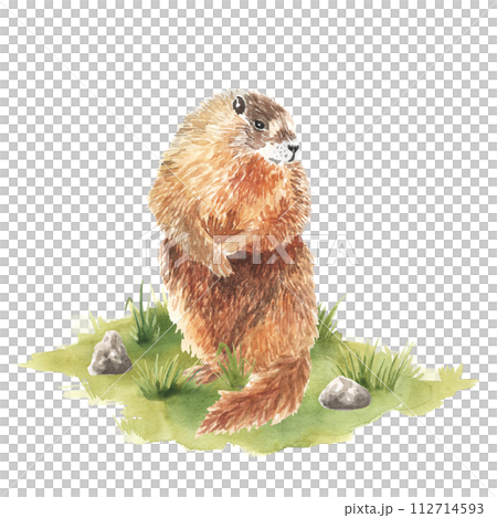 The groundhog forest animal on grass ground in the park of illustration. Hand drawn watercolor. Woodland character children The groundhog forest animal on grass ground in the park of illustration. Hand drawn watercolor. Woodland character children 112714593