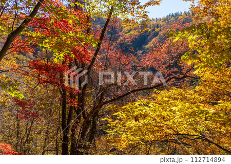 秋の長野　紅葉見頃の奥蓼科　横谷渓谷（横谷峡） 112714894