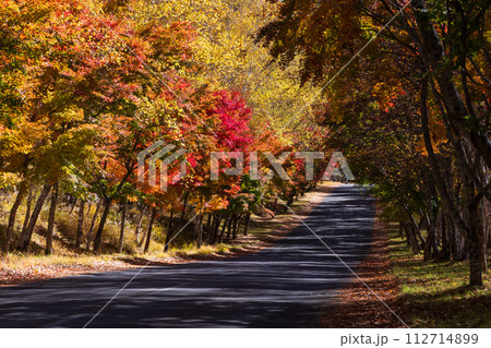 秋の長野　紅葉見頃の奥蓼科　横谷渓谷（横谷峡） 112714899