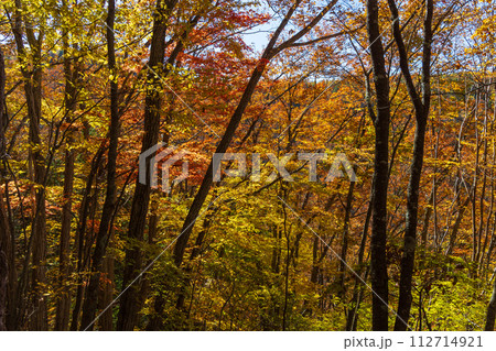 秋の長野　紅葉見頃の奥蓼科　横谷渓谷（横谷峡） 112714921