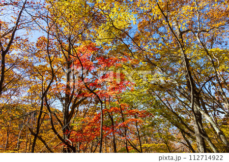 秋の長野　紅葉見頃の奥蓼科　横谷渓谷（横谷峡） 112714922