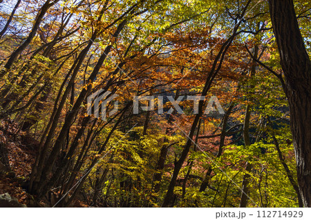 秋の長野　紅葉見頃の奥蓼科　横谷渓谷（横谷峡） 112714929