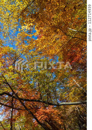 秋の長野 紅葉見頃の奥蓼科 横谷渓谷(横谷峡) 秋の長野 紅葉見頃の奥蓼科 横谷渓谷(横谷峡) 112714939