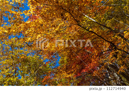 秋の長野 紅葉見頃の奥蓼科 横谷渓谷(横谷峡) 秋の長野 紅葉見頃の奥蓼科 横谷渓谷(横谷峡) 112714940