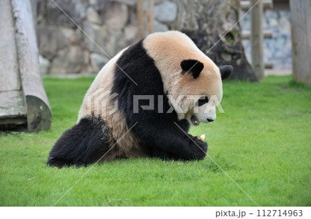おいしそうにおやつを食べる梅浜 112714963