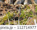 ジョウビタキー雌 112714977